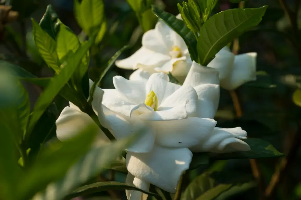 Jasmine Tagar Double Petal
