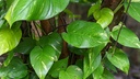 Money Plant (Epipremnum aureum)