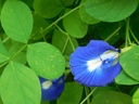 Butterfly Pea Plant (Blue) (Asian Pigeonwings) (Aparajita)